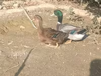 Ducks — photo 1