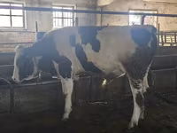 Touro, Simmental cattle — foto 4