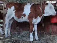 Bull, Limousin cow — photo 6
