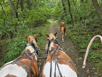 Hengst, Pinto horses — Foto 4