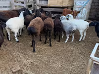 Carnero, Hissar sheep — foto 2