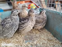 Quails — الصورة 4