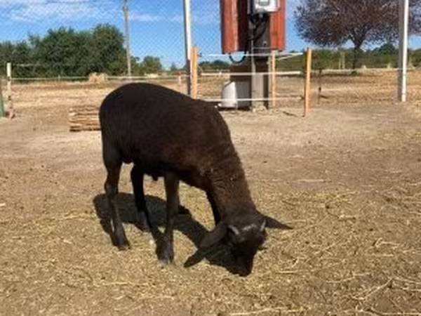 Kos, Cameroon sheep
