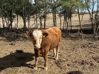Bika, Limousin tehén — 3. fotó