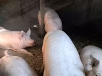 公猪, Pigs — 照片 1