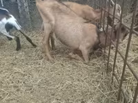 公山羊, Goats — 照片 6