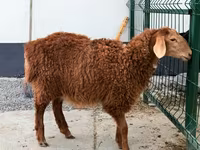 Schaf, Hissar sheep — Foto 2