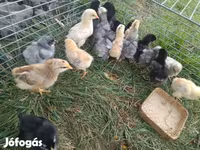 براهما — الصورة 2