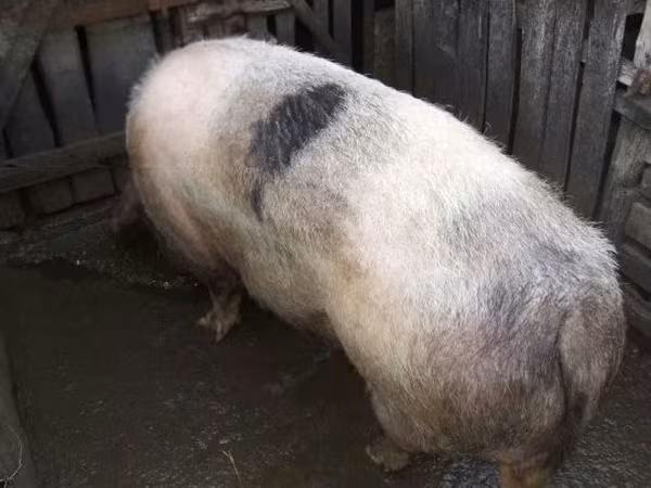 Prasnice, Prasata — Maďarsko