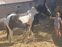 公马, Nonius horse — 照片 6
