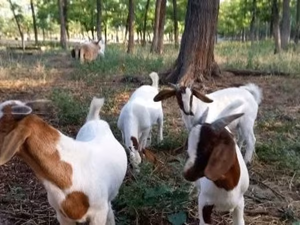 公山羊, Boer goat