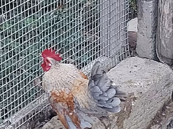 Chickens