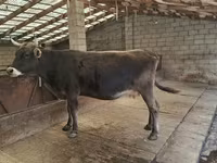 Tehén, Swiss cattle — 1. fotó