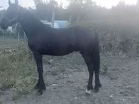 Horse (M), Friesian — photo 3