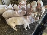 Pigs (batch, sex not specified), Pigs — photo 6