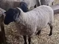 Juh, White Suffolk sheep — 4. fotó