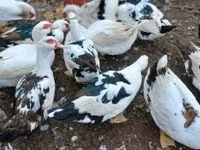 Ducks — foto 1