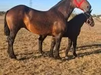 Cavalo, Percheron — foto 2