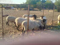 Juh, White Suffolk sheep — 1. fotó