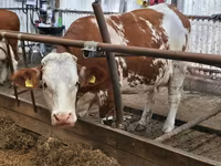 Býk, Simmental cattle — foto 4