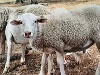 Baran, Dorper sheep — zdjęcie 3