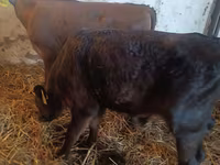 Bika, Simmental cattle — 3. fotó
