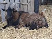 Bak, Alpine goat — 2. fotó