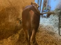 Bull, Hungarian Grey breed — photo 4