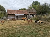 母山羊, Goats — 照片 7