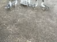 Ducks — zdjęcie 5