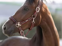Klisna, Manipuri pony — foto 1