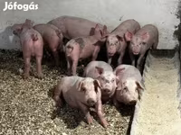 Kan, Sertések — 1. fotó