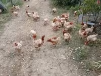 Chickens — الصورة 1