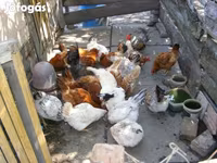 gallina danesa — foto 1