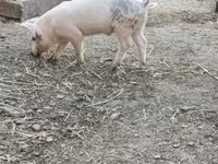 Boar, Дюрок — photo 1