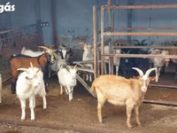 Cabras (lote, sexo no especificado), Cabras — foto 2