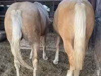母马, Horses — 照片 4