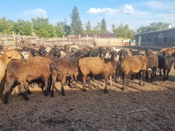 भेड़, Hissar sheep