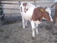 Býk, Simmental cattle — foto 1