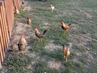 Chickens — foto 1