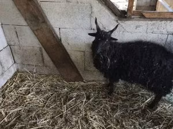 Goat, Goats