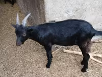 Keçi, Alpine goat — foto 2