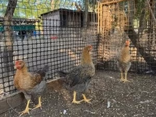 Chickens