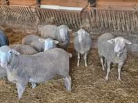 公羊, Merino sheep — 照片 2
