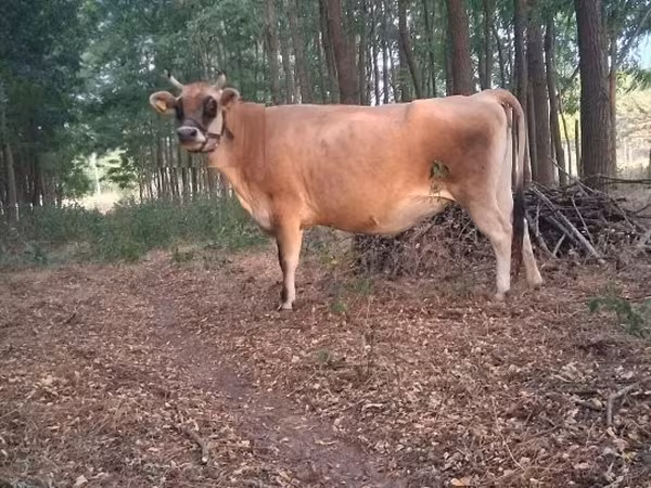 母牛, Cattle