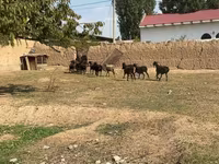 Bélier, Moutons — photo 3