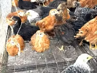 Chickens — photo 2