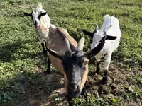 母山羊, Goats — 照片 1