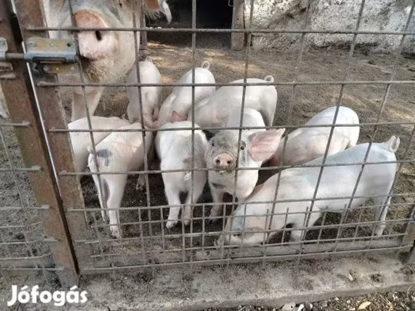 Kan,  — Magyarország