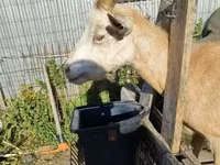 母山羊, Goats — 照片 2